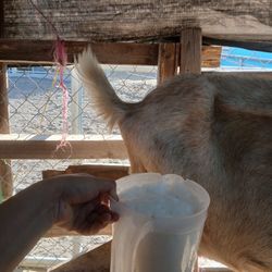 Leche De Chiva Fresca
