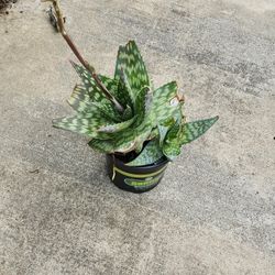 Aloe