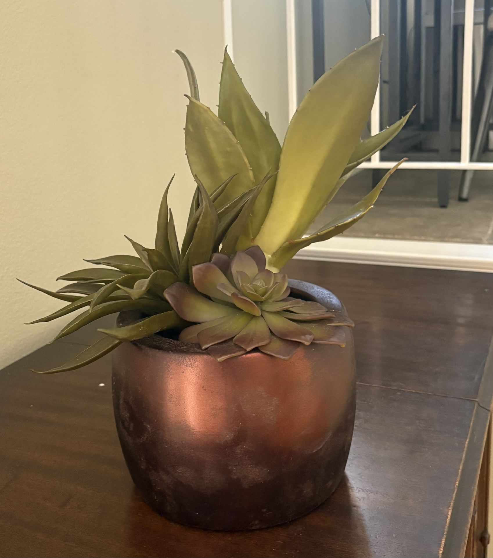 Decorative Succulent