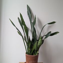 Large Sansevieria Jaboa