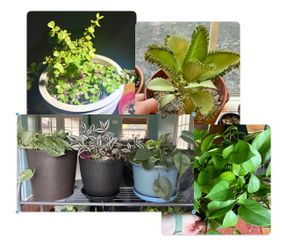 BUNDLE of 6 houseplant cuttings/starts