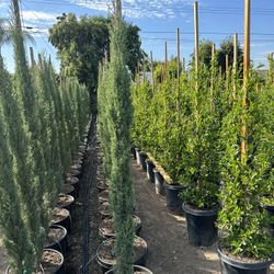 Italian Cypress Privacy Hedge