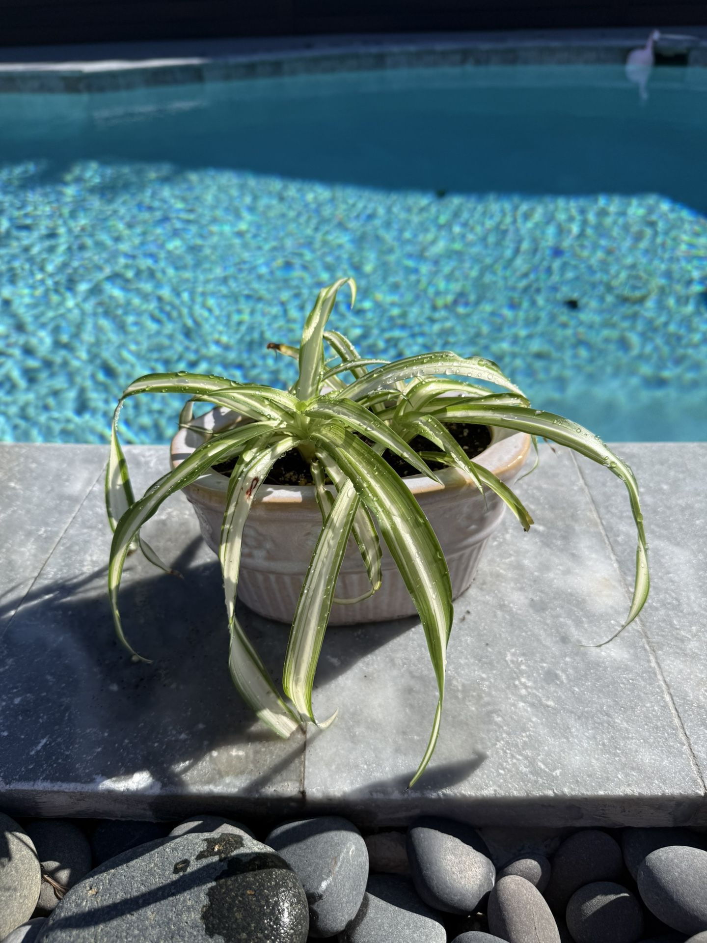 Spider Plant
