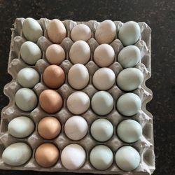 Eggs Fértiles