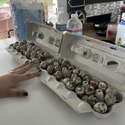 68 fertile celadon gene quail eggs