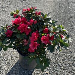 Azalea Bush