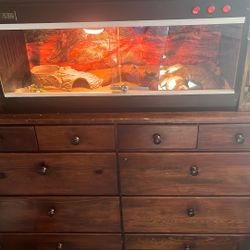 Leopard Gecko And Full Setup