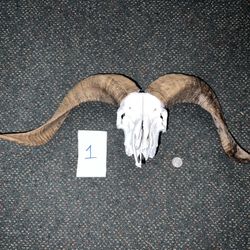 Ram Sheep Skulls Decor Head Mount Taxidermy 