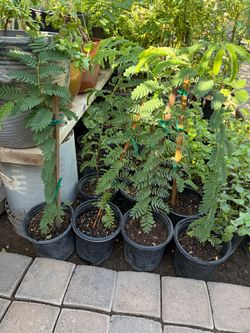 Sweet Tamarind Trees In One Gallón $30 Each Price Firm