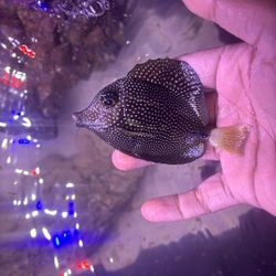 Gem Tang Fake Aquarium Decor