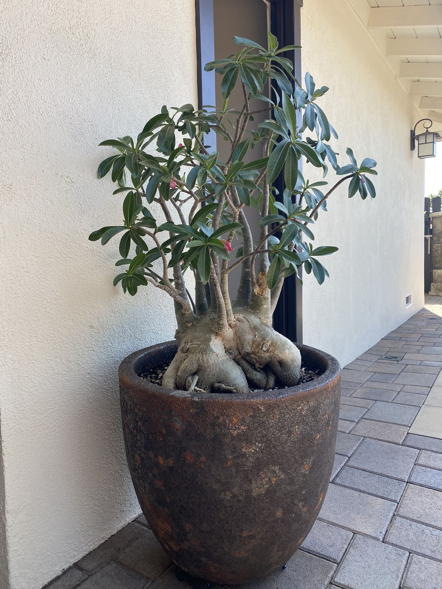 Massive Adenium Arabicum - Desert Rose - One Of A Kind