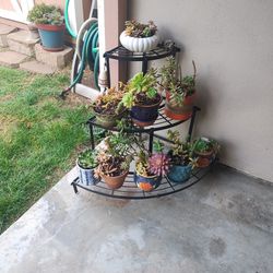 Black Metal Plant Stand With Plants