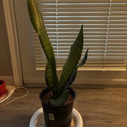 Snake plant