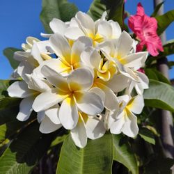 Plumeria Plant 6 Feet Toll Bluming.