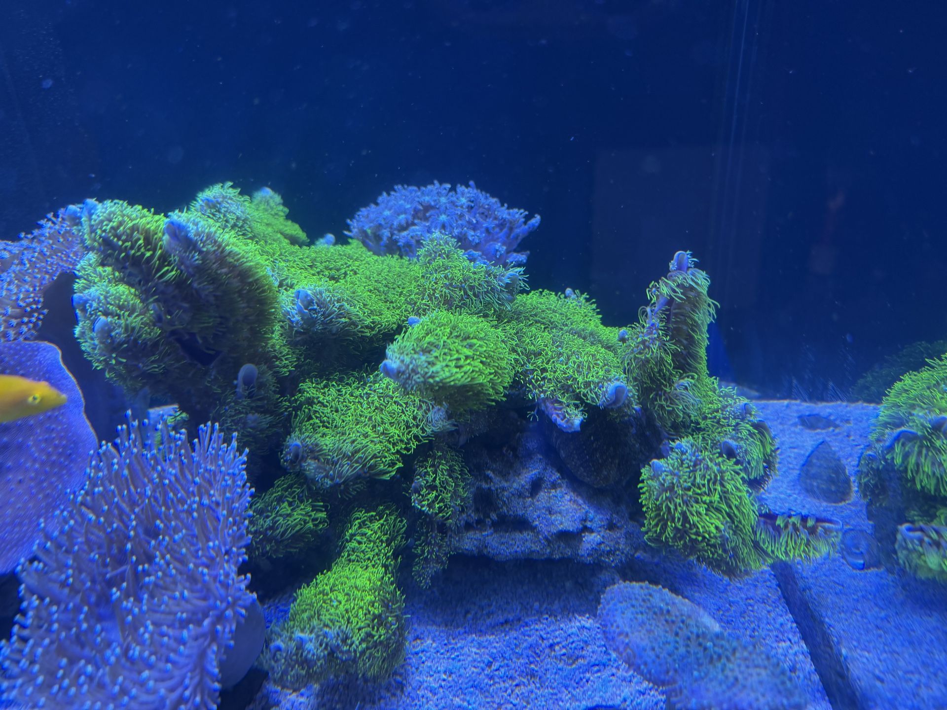 GSP Neon Green ( Decoration)