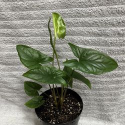 Syngonium Podophyllum Plant