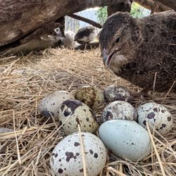 Quail Eggs 