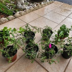 $3 Each Purslane Succulents 
