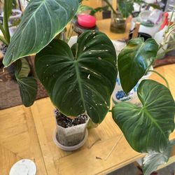 Philodendron Gloriosum