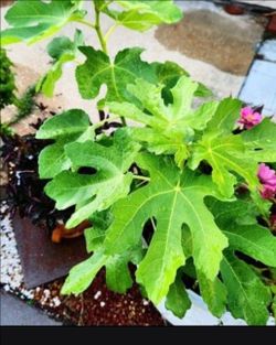 💯 Organic Well Rooted Fig Plant 🪴