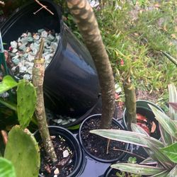 Small 4” Nursery Pot Plumeria Pink Flower Frangipanii 