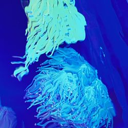 Fake OG Torch For Sale And Cotton 🍬 