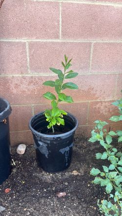 Lemon tree 🍋