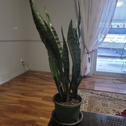 Sansevieria Laurentii Snake Plant This house mascot flower