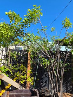 Large Senna Flower Plant in wine barrel container