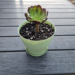 Succulent In Mint Green Pot 
