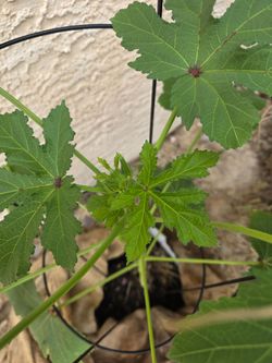 Organic Okra Plant – 2'5" Tall & About to Bloom!