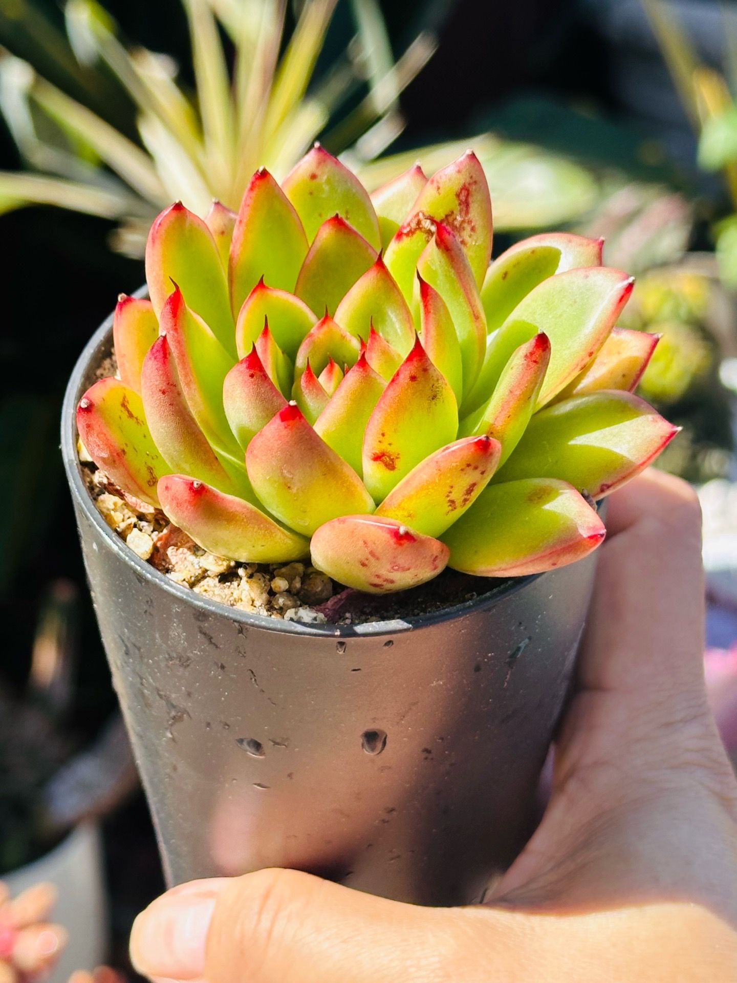 Beautiful succulents