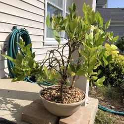 Bonsai Tree  “Romeo & Juliet “