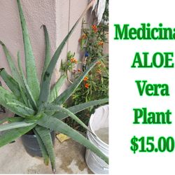 Medicinal Aloe Vera Plants