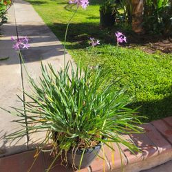 Plant Flowers Purple
