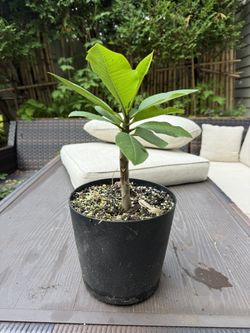 Plumeria plants