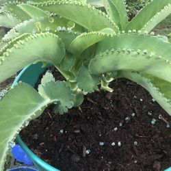 Kalanchoe O Mala Madre/ Suculent Mother Of a Million 