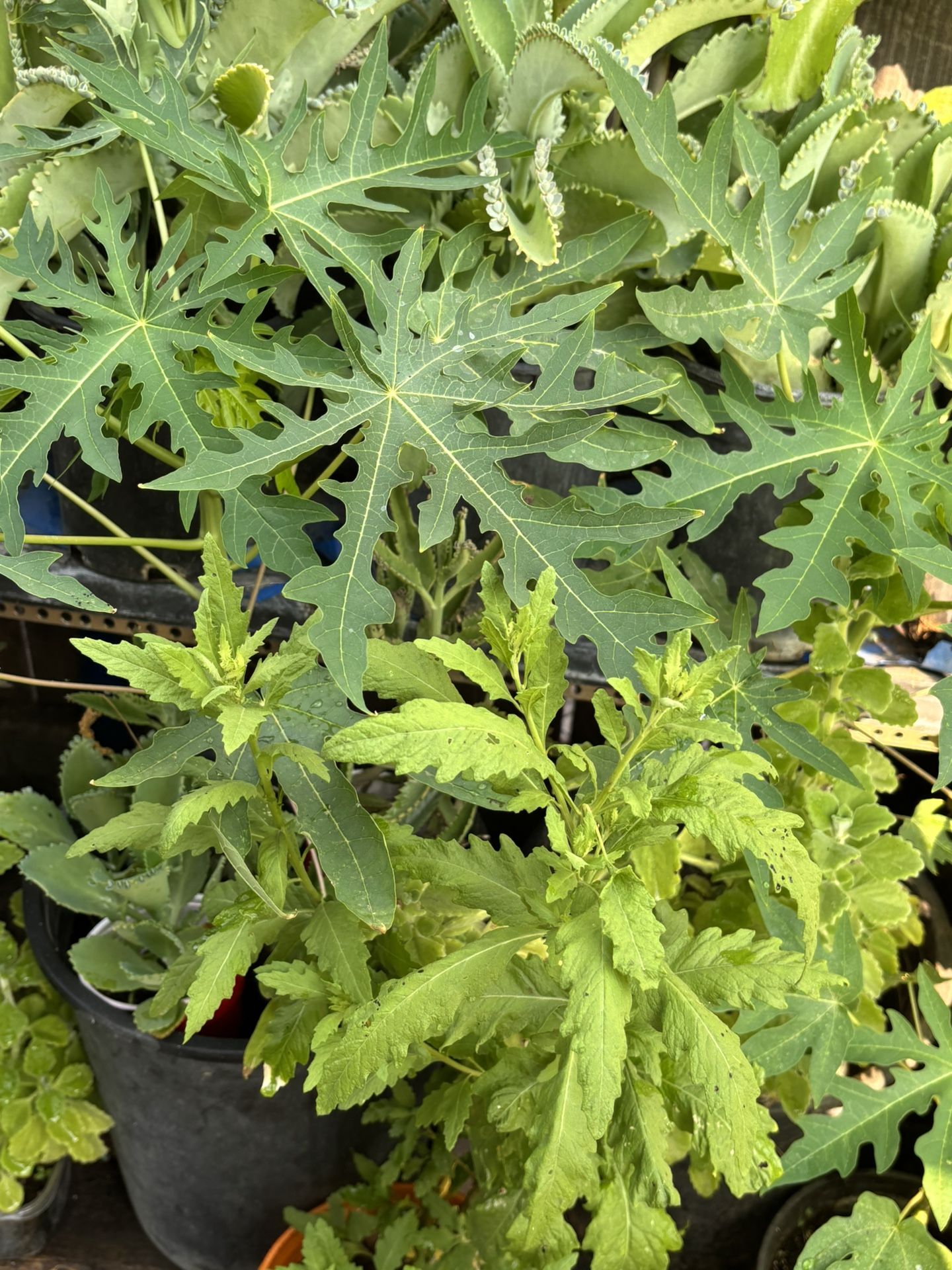 Papaya Sábila Kalanchoe Epazote Araña Planta De La Abundancia Herbasanta