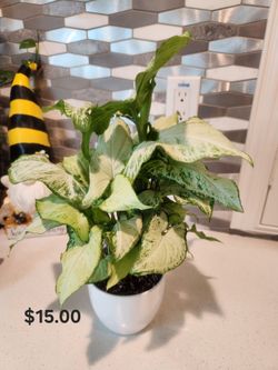 5 Inch White Ceramic Pot House Plant