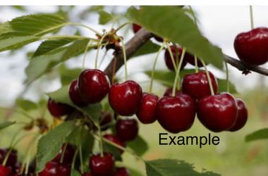 CHERRY RED tree) Arbol de cerezas