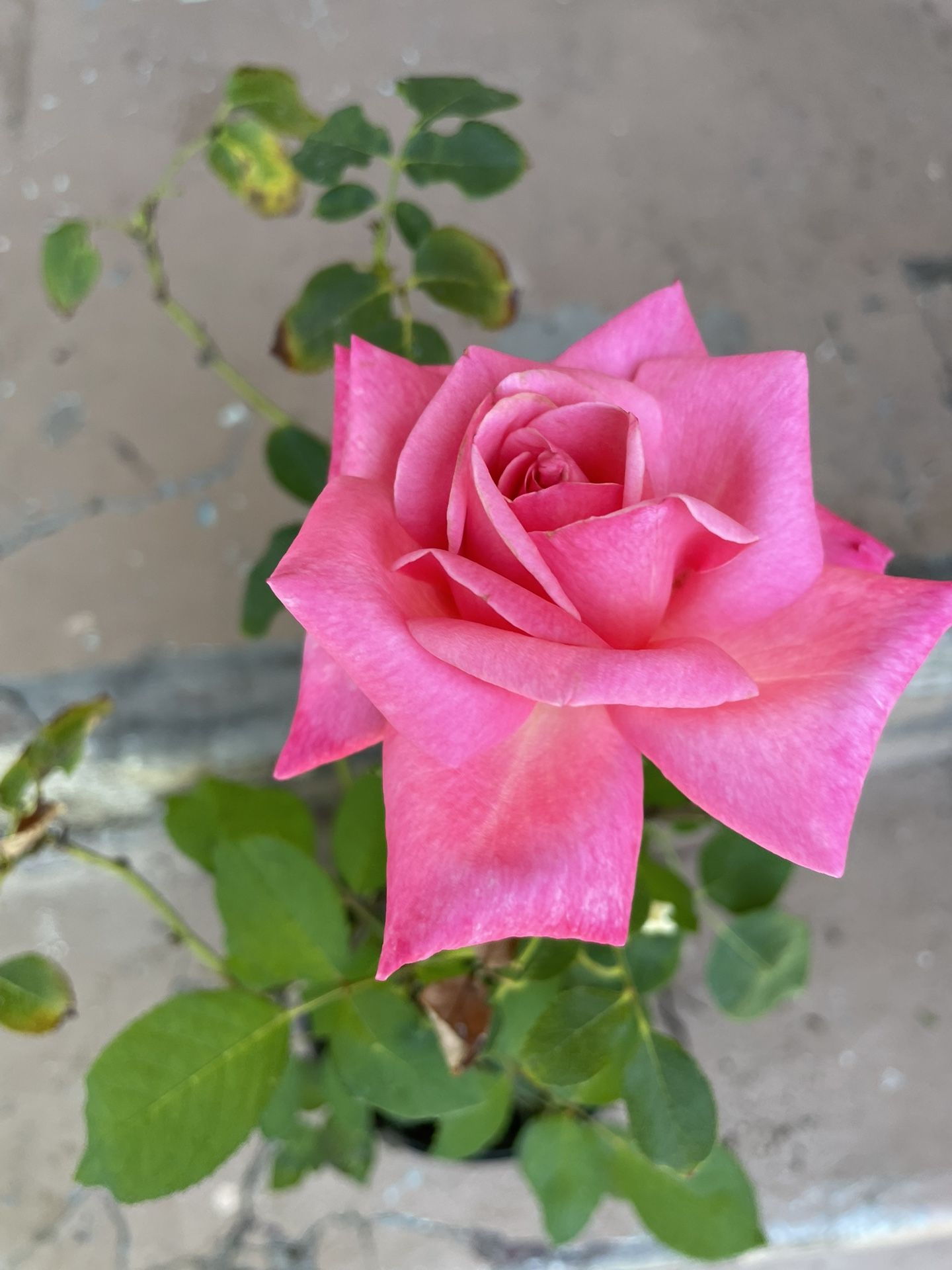Pink Rose Plant