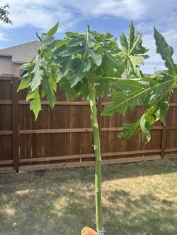 Papaya Tree - Will Produce Papaya Fruit