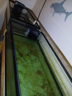 Saltwater Frag Tanks And Sump 150$