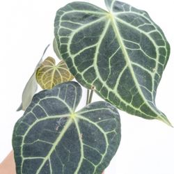 Anthurium Clarinervium Plant 4" Pot - Indoor House Plants 