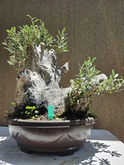 Old European Olive Bonsai Tree 