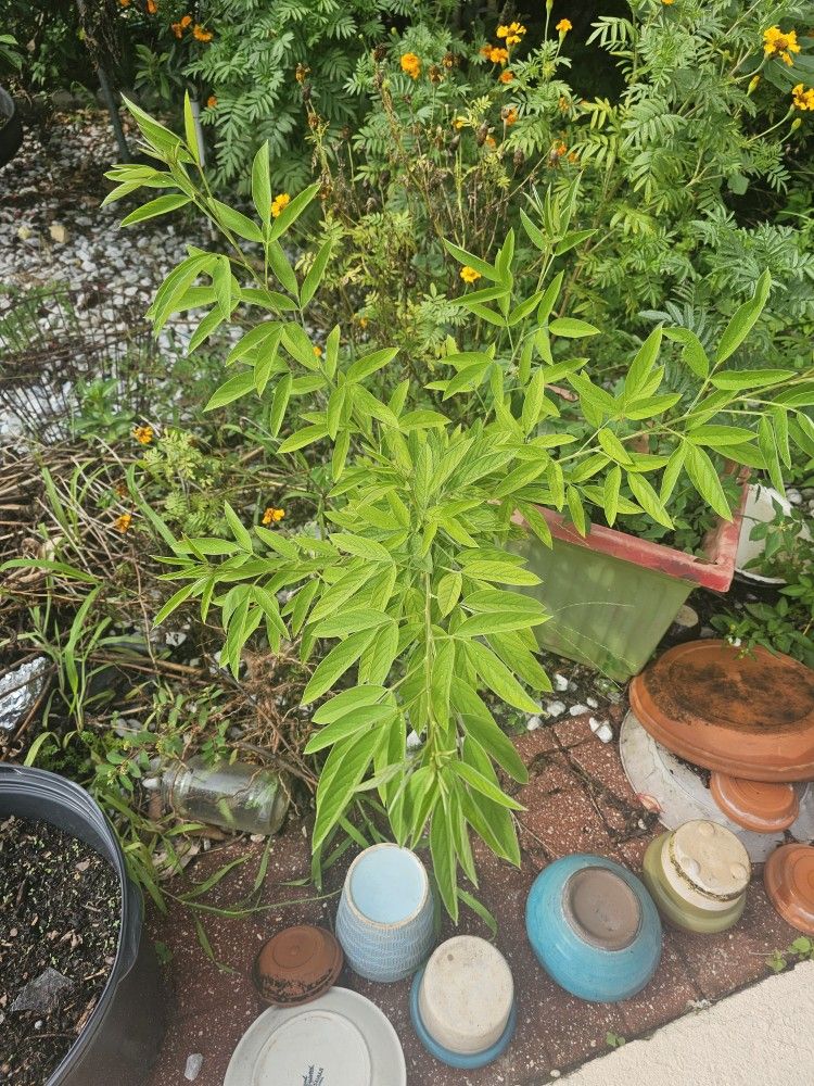 Pidgeon Peas/ Gandules Plant