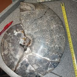 350 Million Year Old Fossil Dinosaur Era