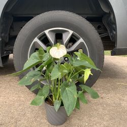 Anthurium Plant White 