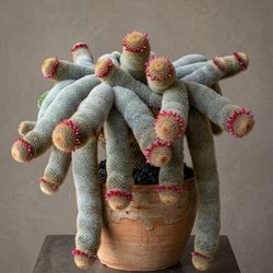 RARE Collector’s Specimen: Mature Mammillaria Matudae (Thumb Cactus)
Price: $125 (or "Best Offer")