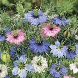Love-In-Mist annual flower Plants